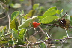Kedrostis foetidissima